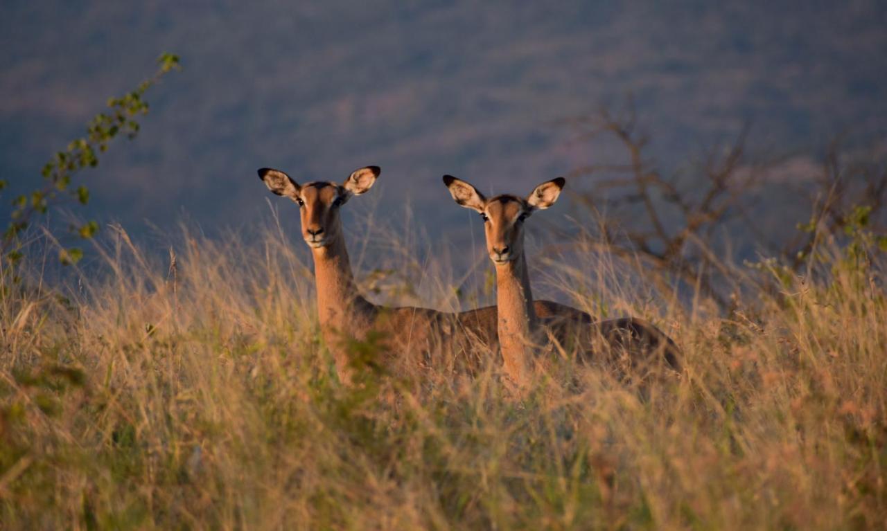 African Spirit Game Lodge Mkuze Eksteriør bilde