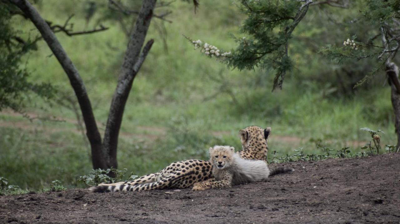African Spirit Game Lodge Mkuze Eksteriør bilde